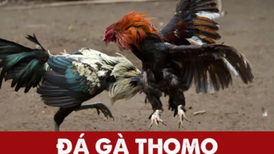 Bí quyết chơi đá gà Thomo với cách đặt cược thông minh